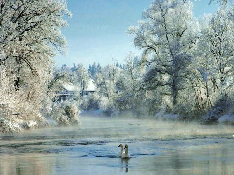 Swans on a frosty river