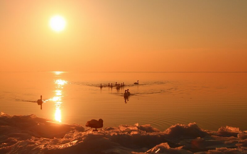 Swans on a frozen lake at sunset