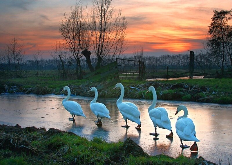 Swans on a frozen river at sunset