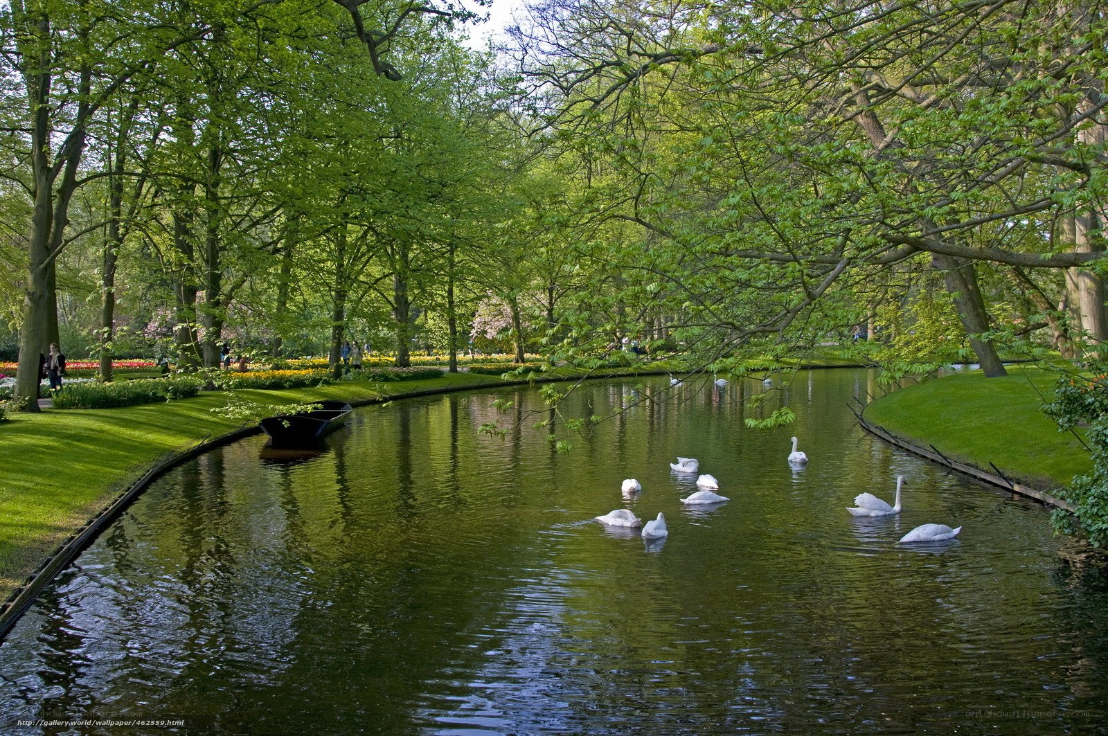 Swans on a garden pond