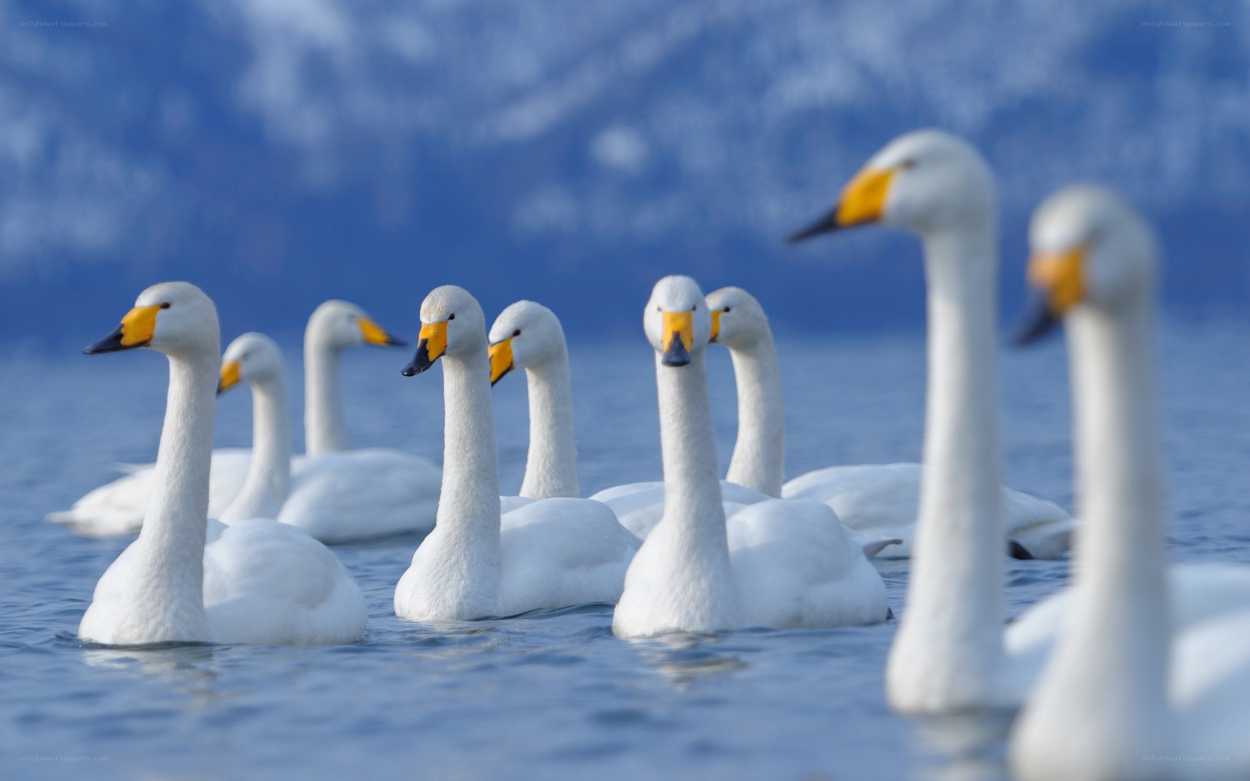 Swans on a lake