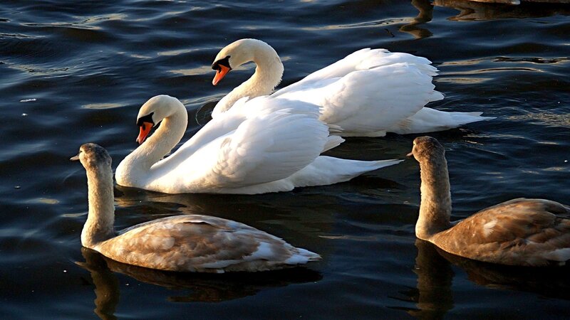 Swans on a lake