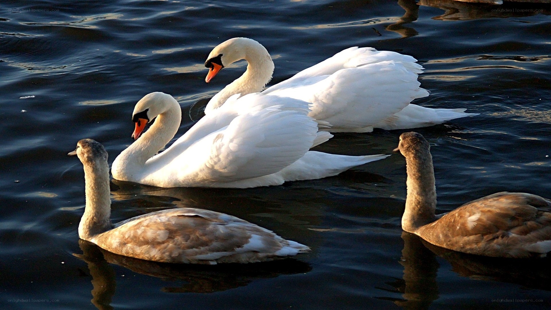 Swans on a lake