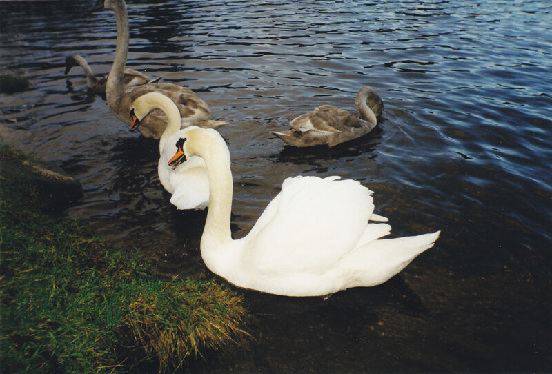 Swans on a lake