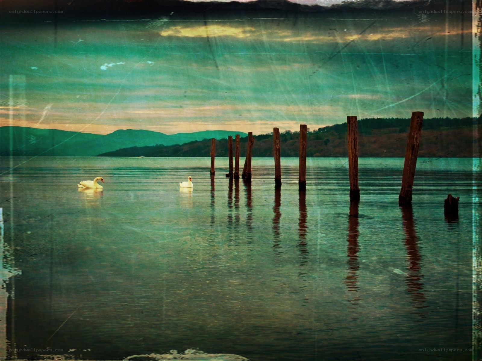 Swans on a lake at dusk