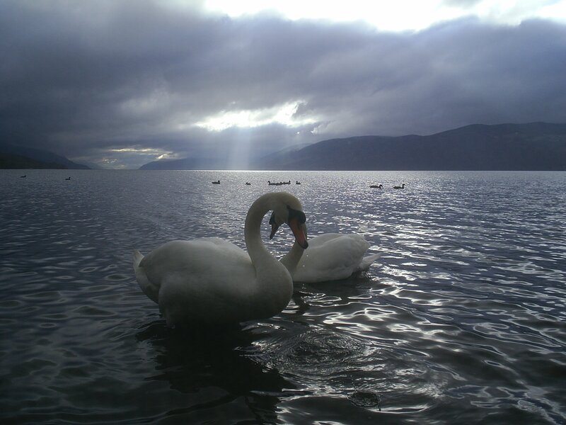 Swans on a lake at dusk