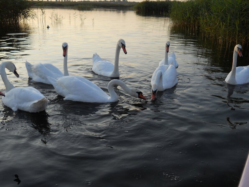 swans on a lake at dusk