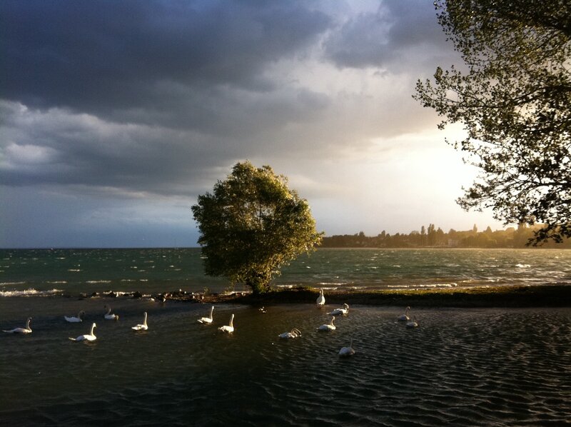 Swans on a lake at sunset