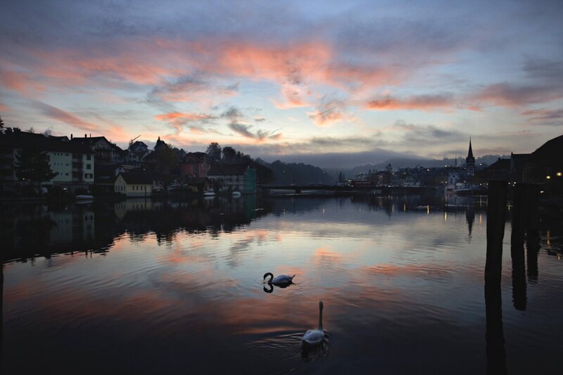 Swans on a lake at sunset