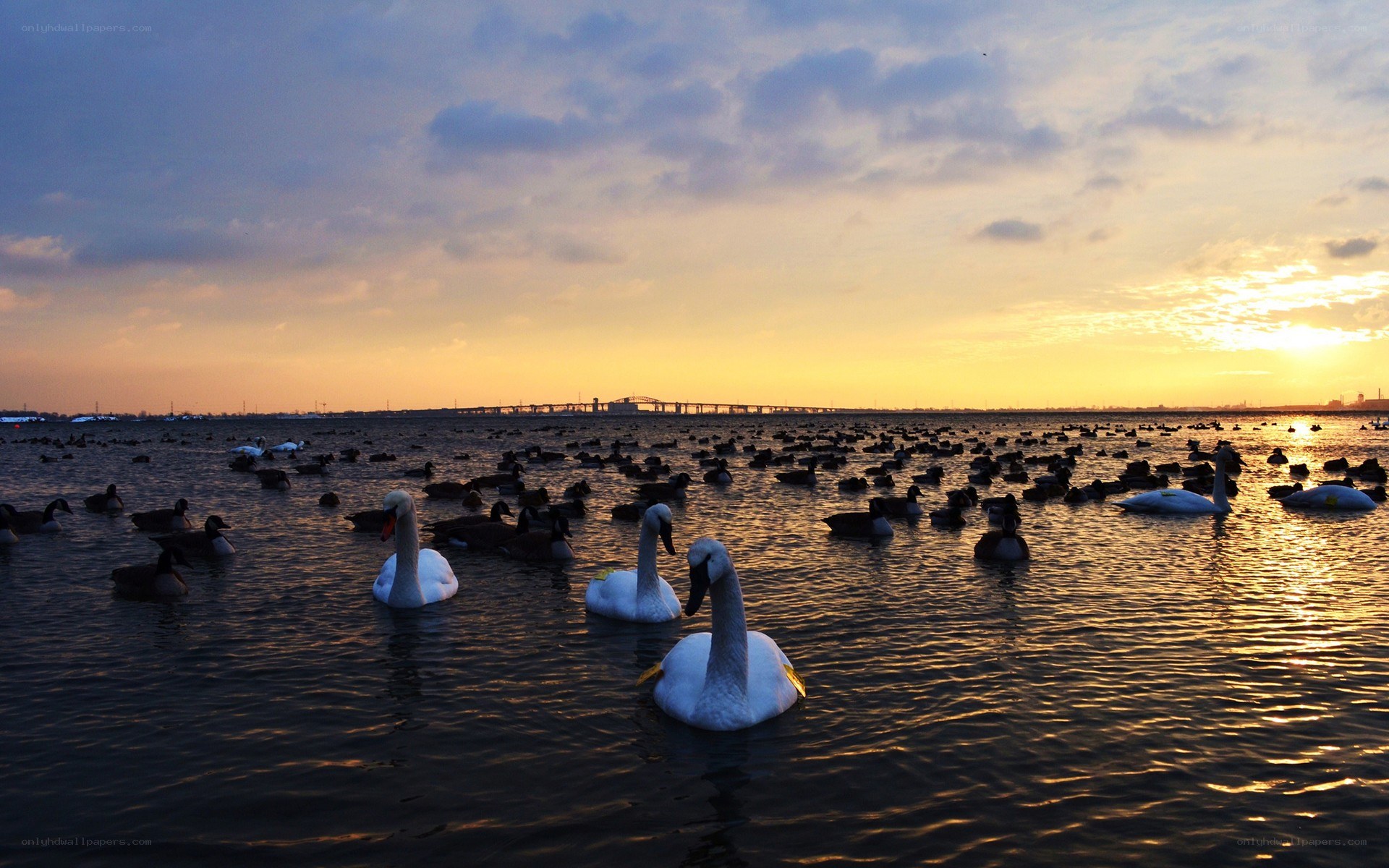 Swans on a lake at sunset
