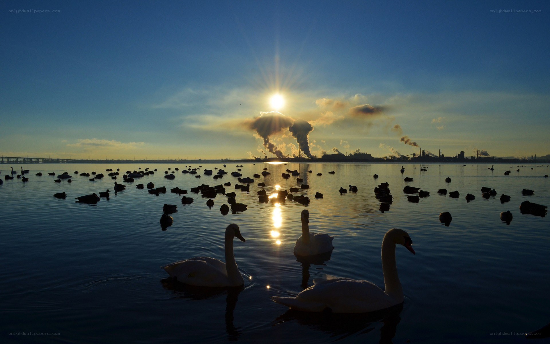 Swans on a lake at sunset