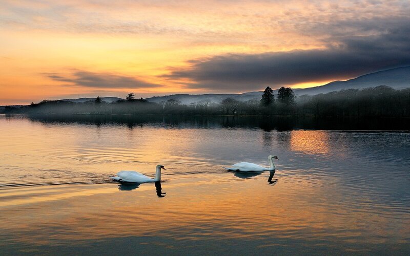 Swans on a lake at sunset