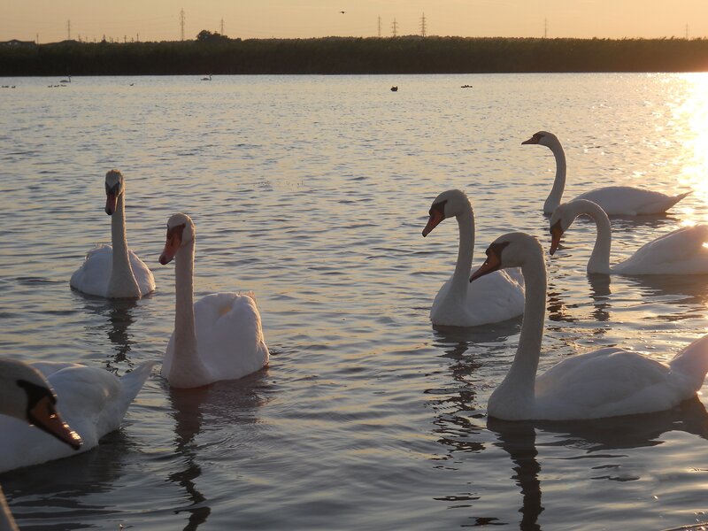 swans on a lake at sunset