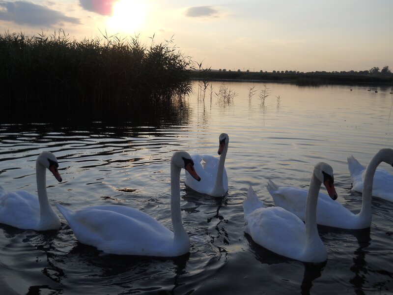 Swans on a lake at sunset