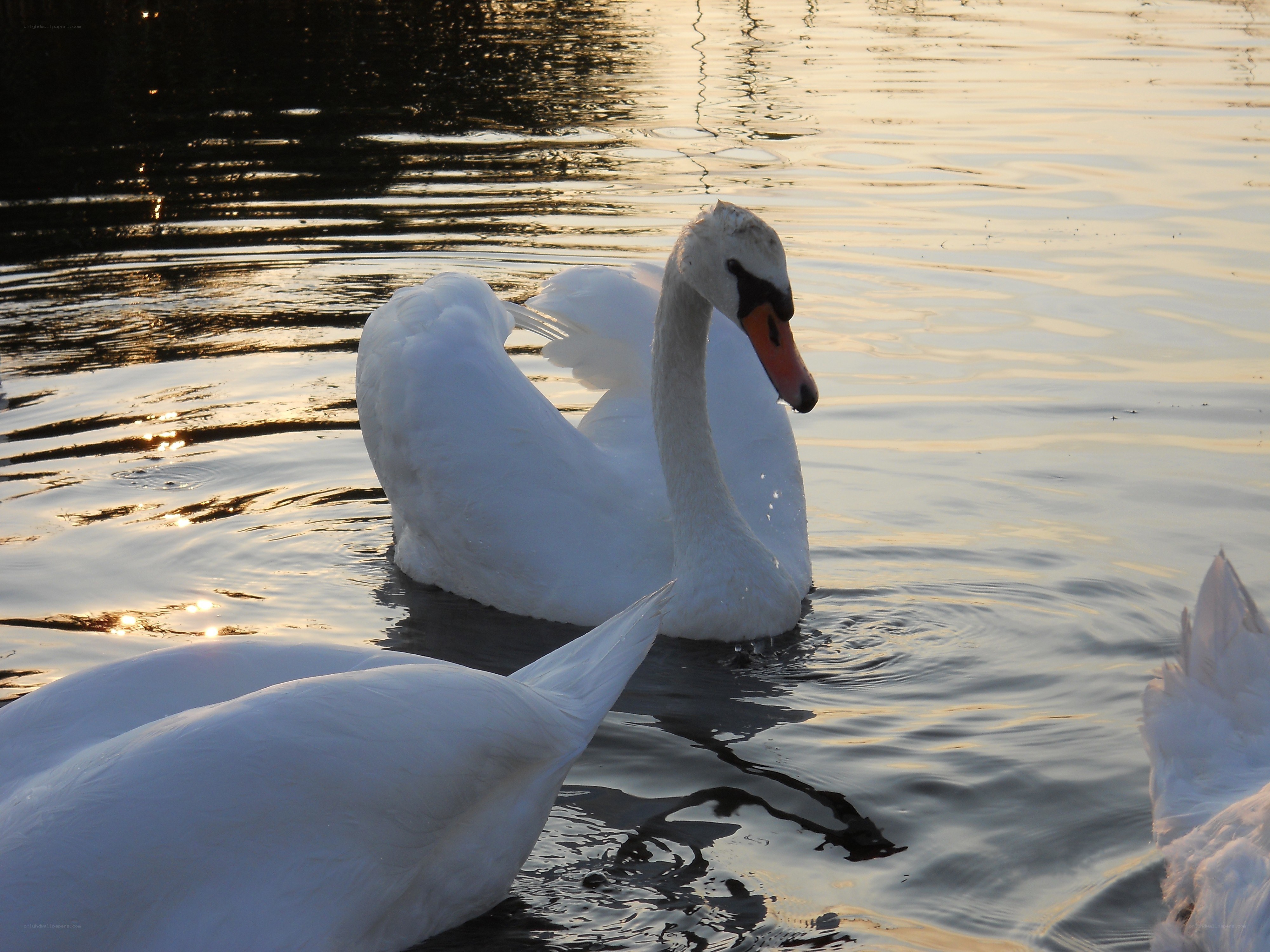 Swans on a lake at sunset