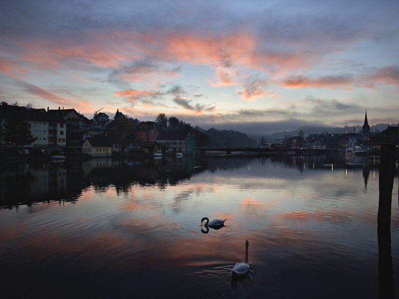 Swans on a lake at sunset