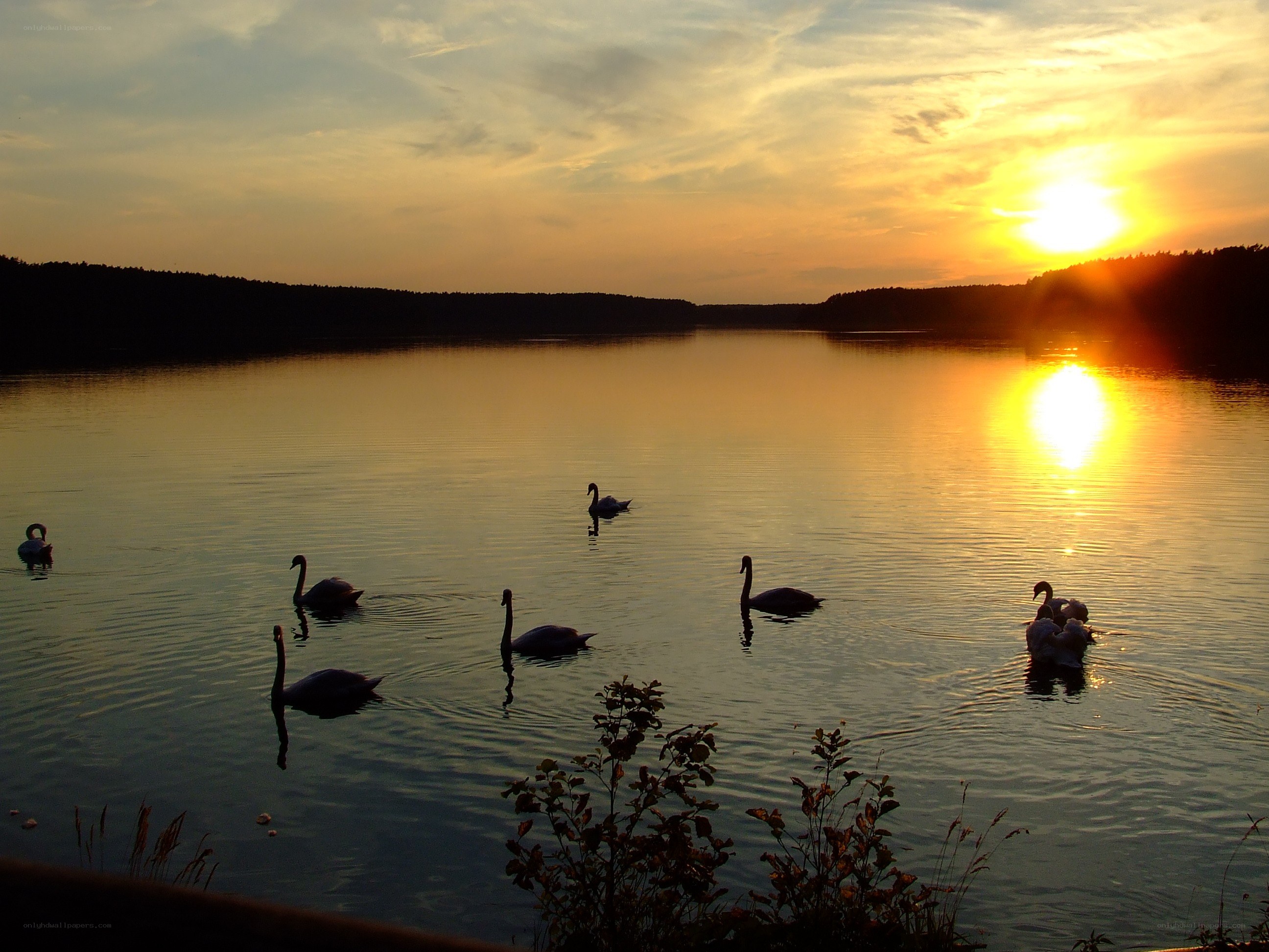 Swans on a lake at sunset