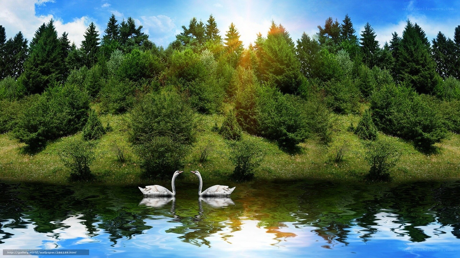 Swans on a lake at sunset
