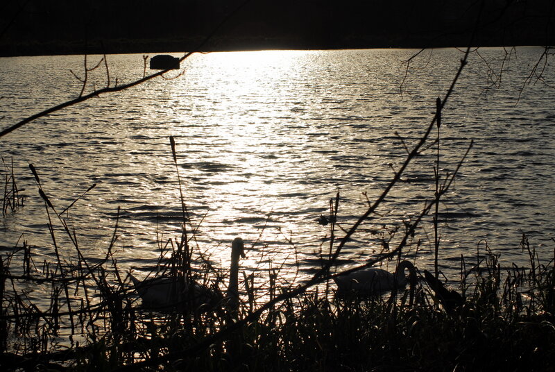Swans on a Lake — Black, Serene, Sunset
