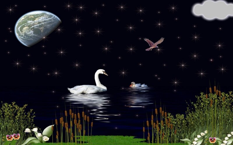 Swans on a Lake — Black