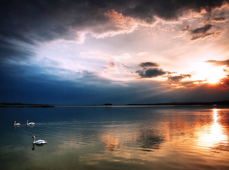 Swans on a Lake — Blue, Dramatic