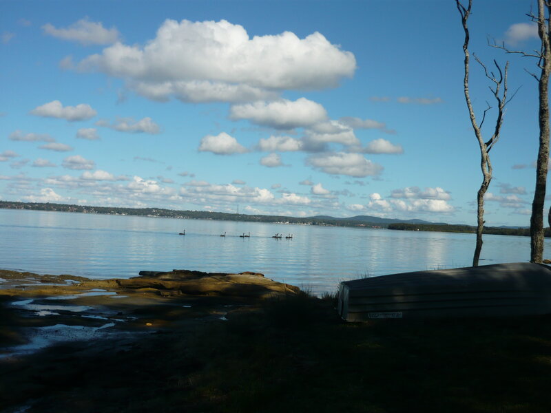 Swans on a Lake — Blue, Serene, Afternoon