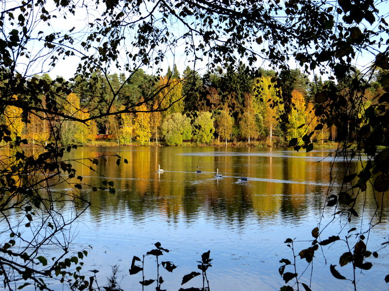 Swans on a Lake — Blue, Serene, Autumn