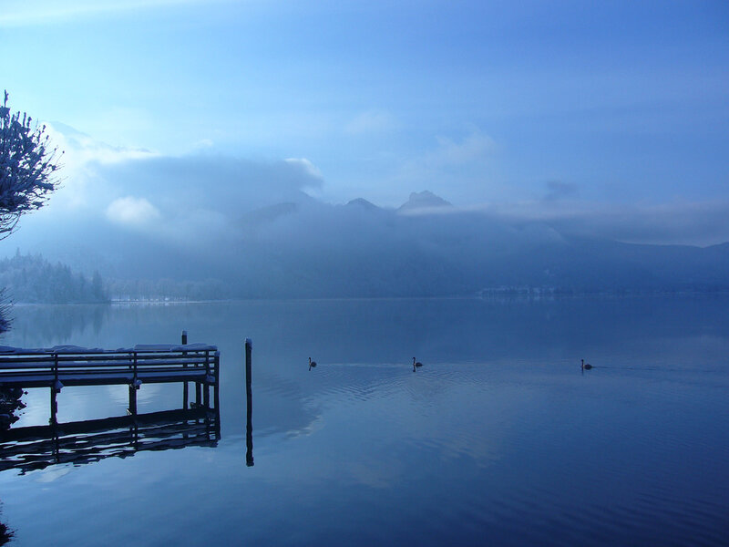 Swans on a Lake — Blue, Serene, Morning, Photograph
