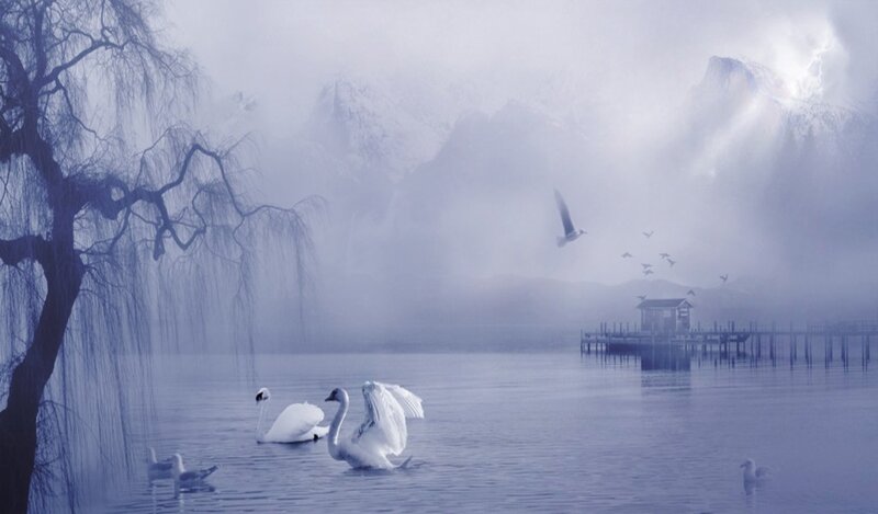 Swans on a Lake — Blue, Serene, Morning