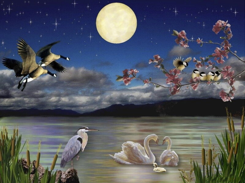 Swans on a Lake — Blue, Serene, Night, Digital Art