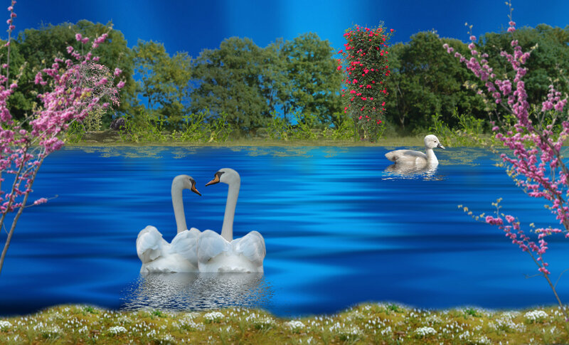 Swans on a Lake — Blue, Serene, Spring