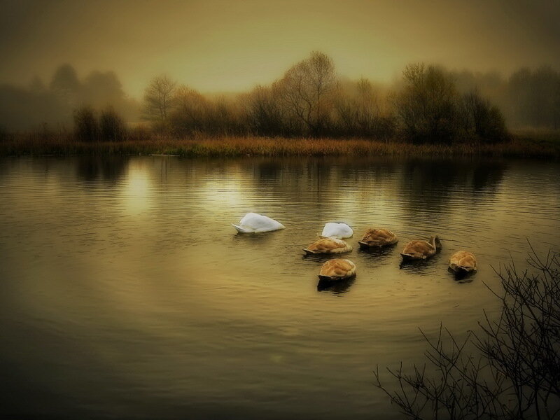 Swans on a Lake — Brown