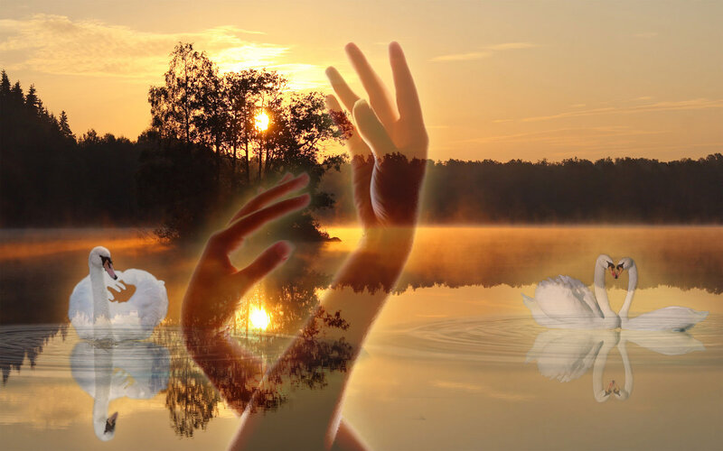 Swans on a Lake — Gold, Serene, Sunset