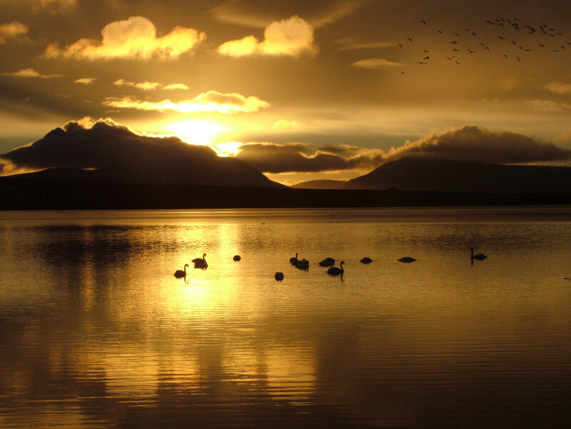 Swans on a Lake — Gold, Serene