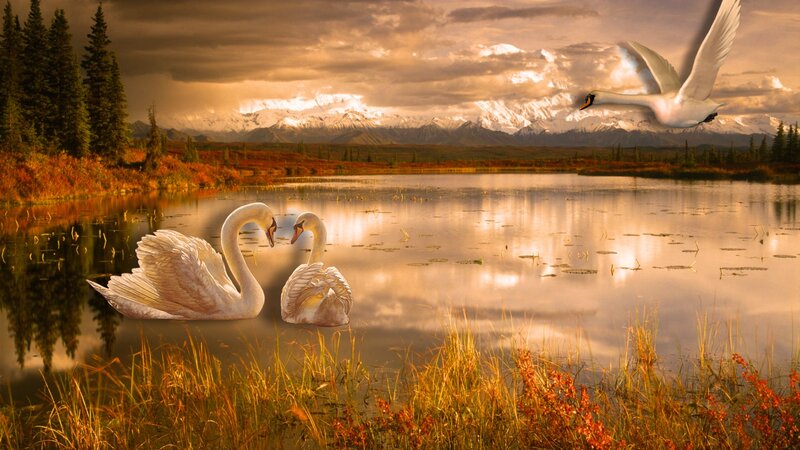 Swans on a Lake — Gold