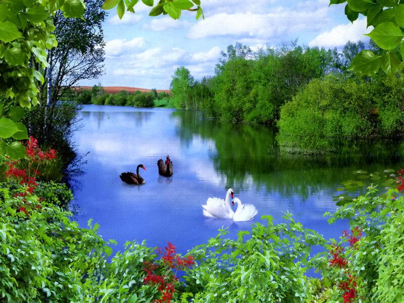 Swans on a Lake — Green, Serene, Afternoon