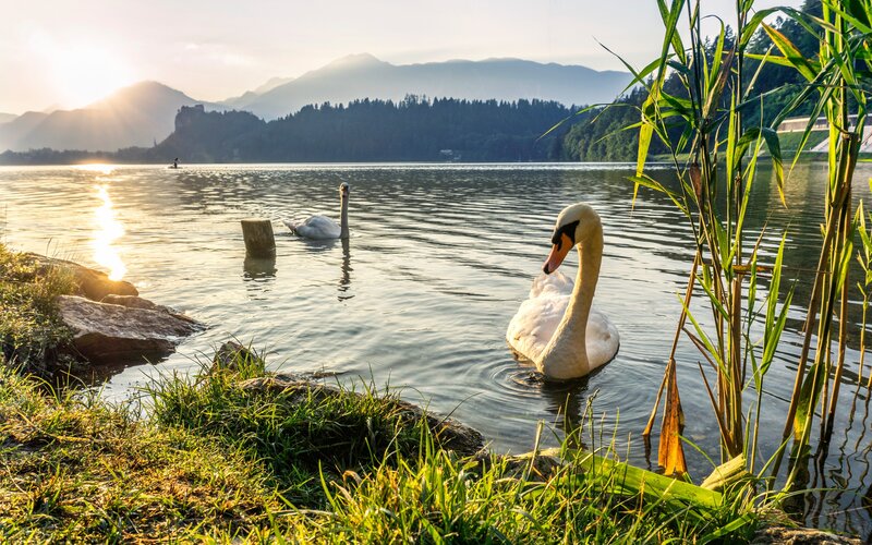 Swans on a Lake — Green, Serene, Sunset