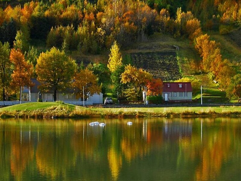 Swans on a Lake — Green, Serene