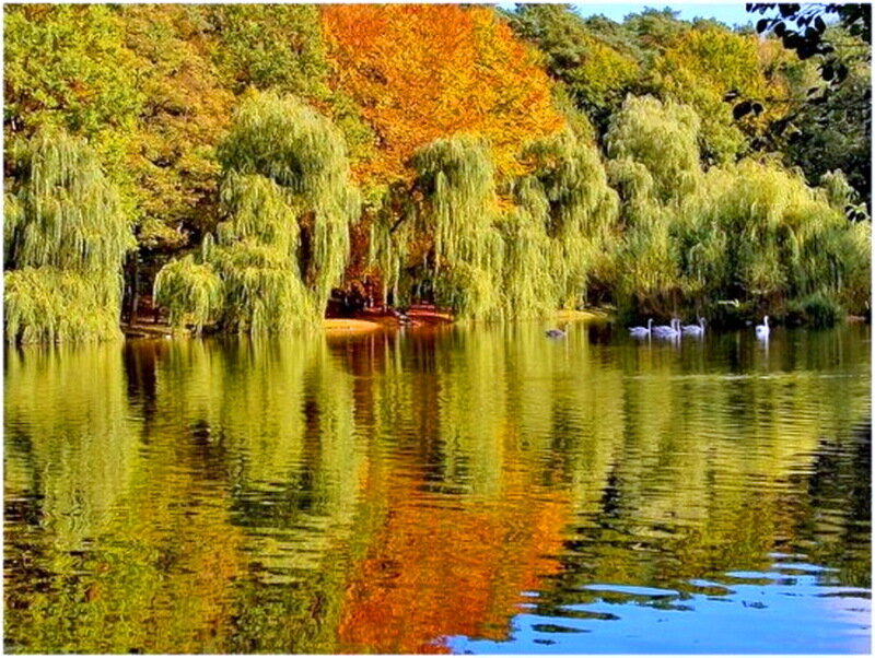 Swans on a Lake — Green