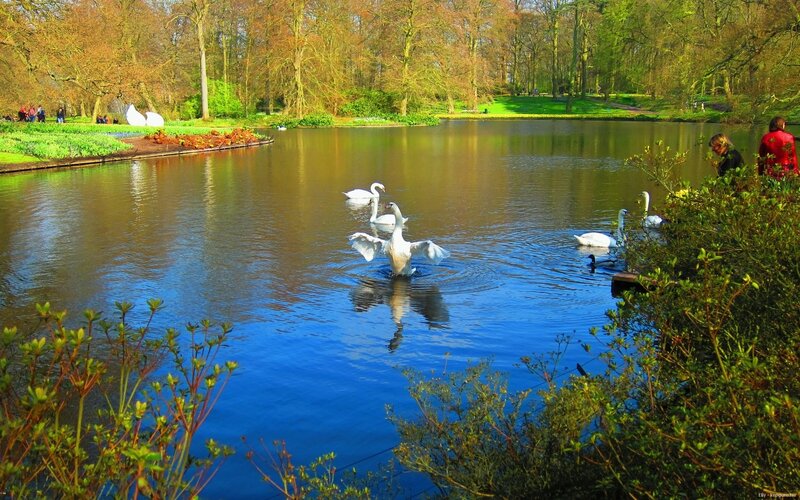 Swans on a lake in a park
