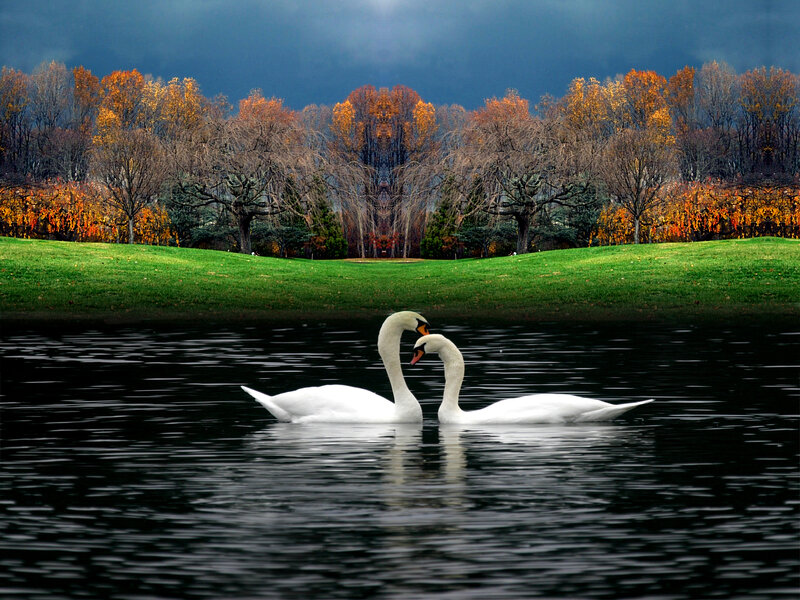 Swans on a lake in autumn