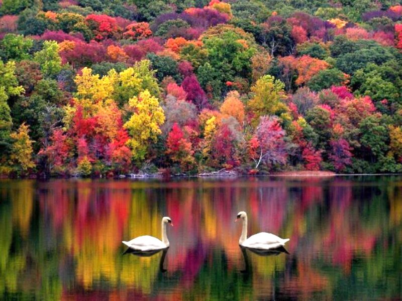 Swans on a lake in autumn