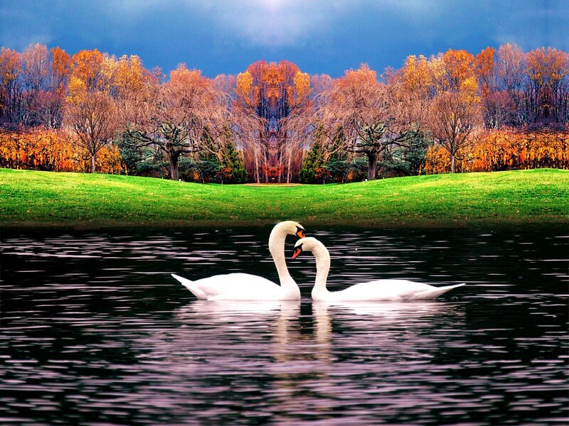 Swans on a lake in autumn