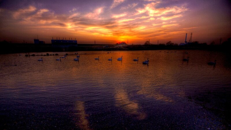 Swans on a Lake — Orange, Dramatic, Sunset, Photograph