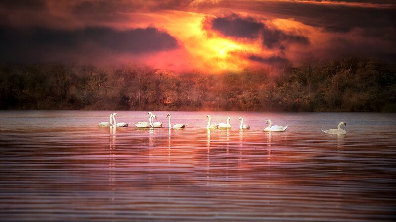 Swans on a Lake — Orange, Dramatic, Sunset