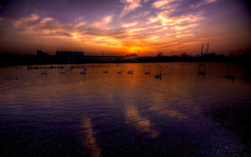 Swans on a Lake — Orange, Dramatic