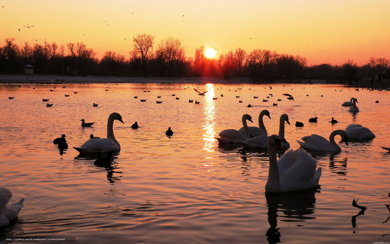 Swans on a Lake — Orange, Serene, Sunset, Photograph, Birds