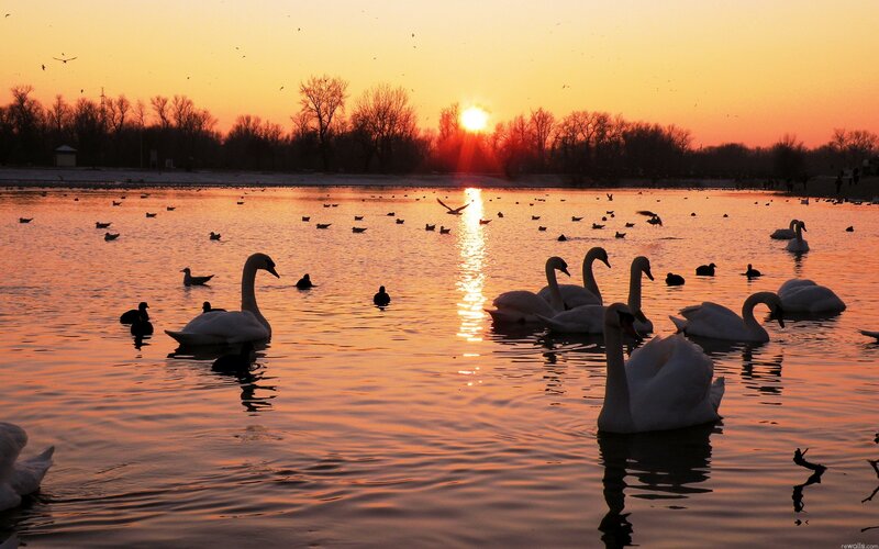 Swans on a Lake — Orange, Serene, Sunset, Photograph, Birds, Trees, Sun