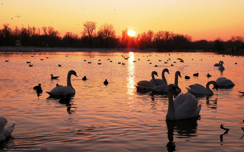 Swans on a Lake — Orange, Serene, Sunset, Photograph, Birds, Trees