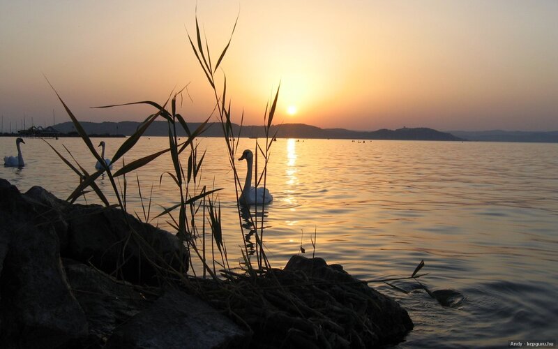 Swans on a Lake — Orange, Serene, Sunset, Photograph, Reeds
